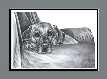 Labrador Retriever Print BW