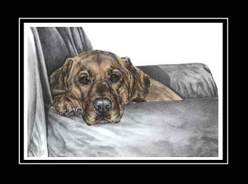 Chocolate Labrador Dog Print