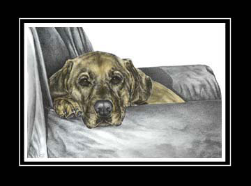Yellow Labrador Dog Print