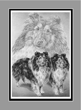 sheltie dog print