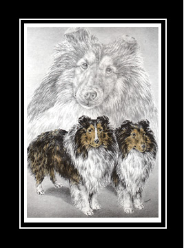 sheltie dog print color