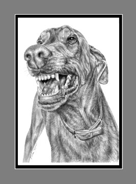 Doberman Smile - bw