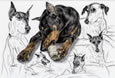 doberman pinscher art