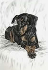 doberman with natural ears