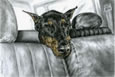 doberman pinscher in car art