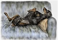 doberman guard dog picture