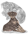 "Mischief … Moi?" Pinscher dog drawing by Kelli Swan