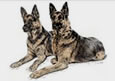 german shepherds picture