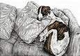 greyhound couch potato