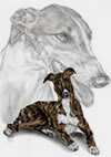 irresistible greyhound drawing
