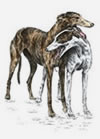 greyhound dog buddies