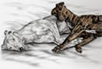 greyhound dogs napping