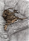 greyhound dog cockroached