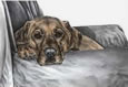 "My Favorite Chair" Labrador Retriever dog drawing by Kelli Swan