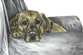 labrador dog on chair