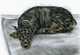 Doberman Lying Low