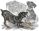 "Puppy Love" Doberman Pinscher dog drawing by Kelli Swan