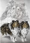 sheltie drawing