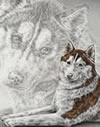 siberian husky drawing