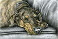 Sleeping Doberman