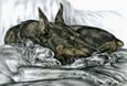 doberman pinschers napping
