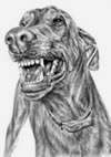 Smile Doberman