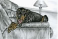 Tired Doberman