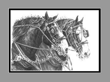 Clydesdale Horse Print BW