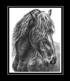 Friesian Horse Portrait