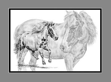 Miniature Horse Portrait BW