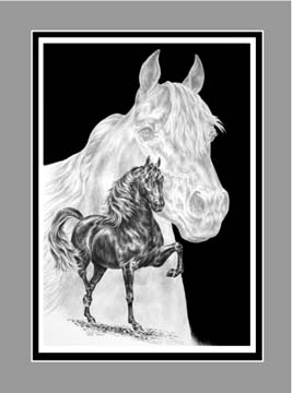 Morgan Horse Print BW