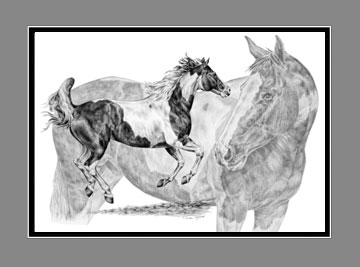Paint Horse Portrait BW
