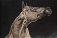 arabian horse portrait