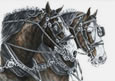 clydesdale horse art