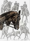 dressage collection drawing