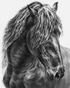 friesian horse portrait