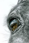 horse eye drawing