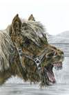 shetland pony art