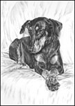Doberman Dog Note Cards