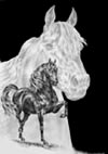 Morgan Horse Note Card