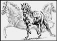 Lipizzan Note Card