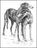 Whippet Dog Note Card