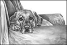 Labrador Dog Note Cards