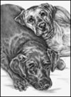 Labrador Retriever Note Card