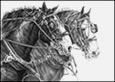 Clydesdale Note Card