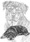 rottweiler dog note cards