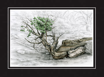 Twisted Juniper Tree in Sedona, Arizona