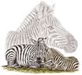 "Birthmarks" Zebra mare and foal wildlife drawing by Kelli Swan