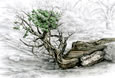 Sedona, AZ Twisted Juniper Tree print