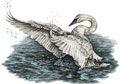 "Dreams Take Flight" White Swan wildlife drawing by Kelli Swan